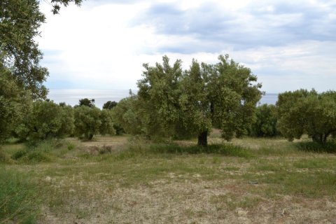 6012m² Land en Chalkidiki, Greece No. 58737 5