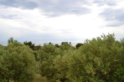 6012m² Land en Chalkidiki, Greece No. 58737 6