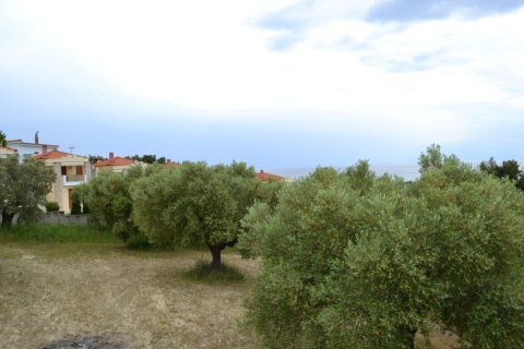 6012m² Land en Chalkidiki, Greece No. 58737 7