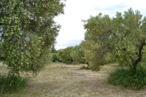 6012m² Land en Chalkidiki, Greece No. 58737 2